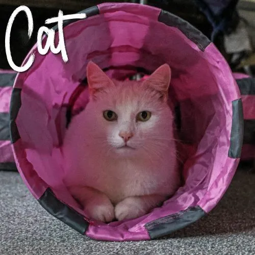 Ancol Acticat Y- Shaped Cat Play Tunnel