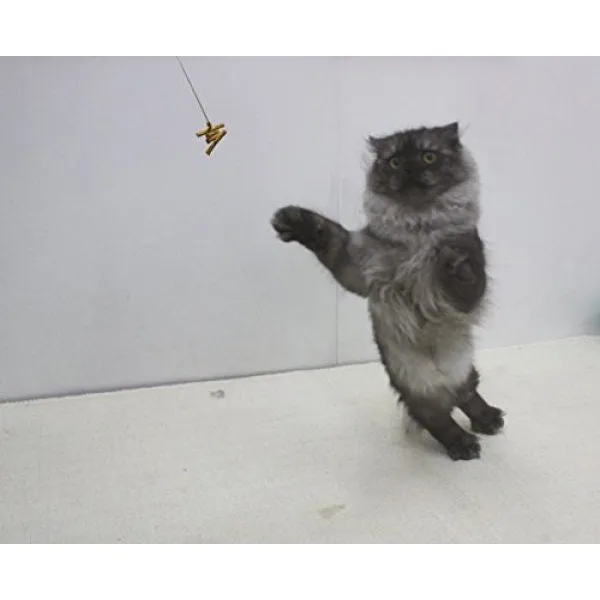 Cat Dancer Interactive Cat Toy