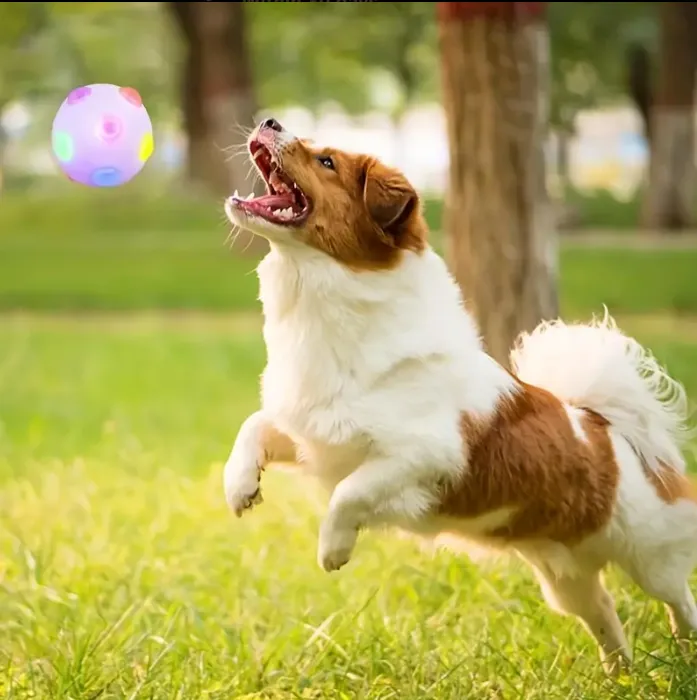 Dog Flashing Elastic Ball Toy Dog Interactive Toy Luminous Ball Toy For Dog Chasing Toy Dog Chew To