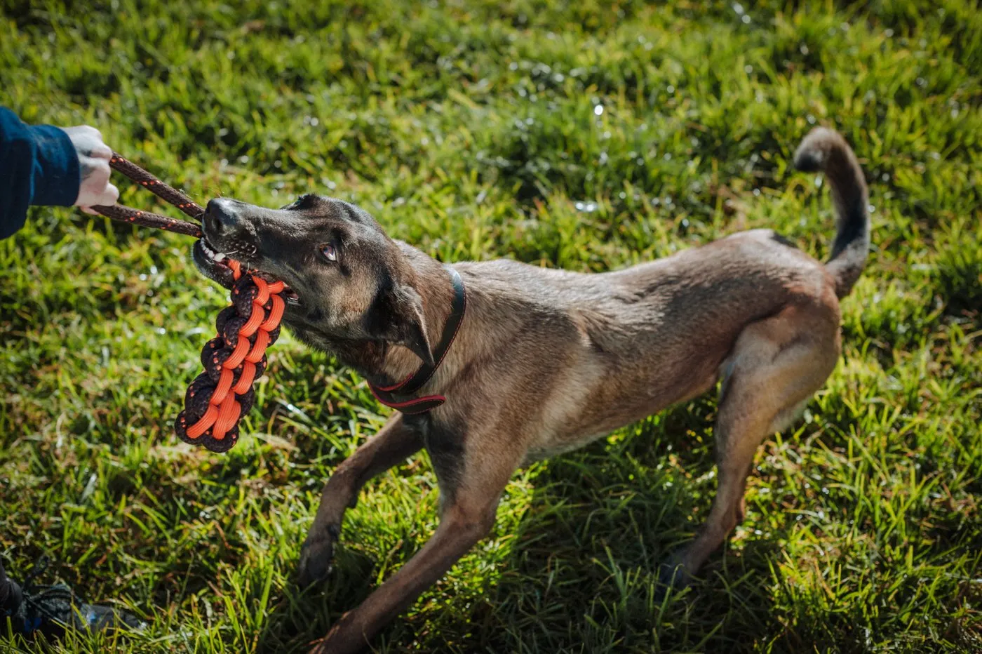 Dog NovaRope Twist Toy