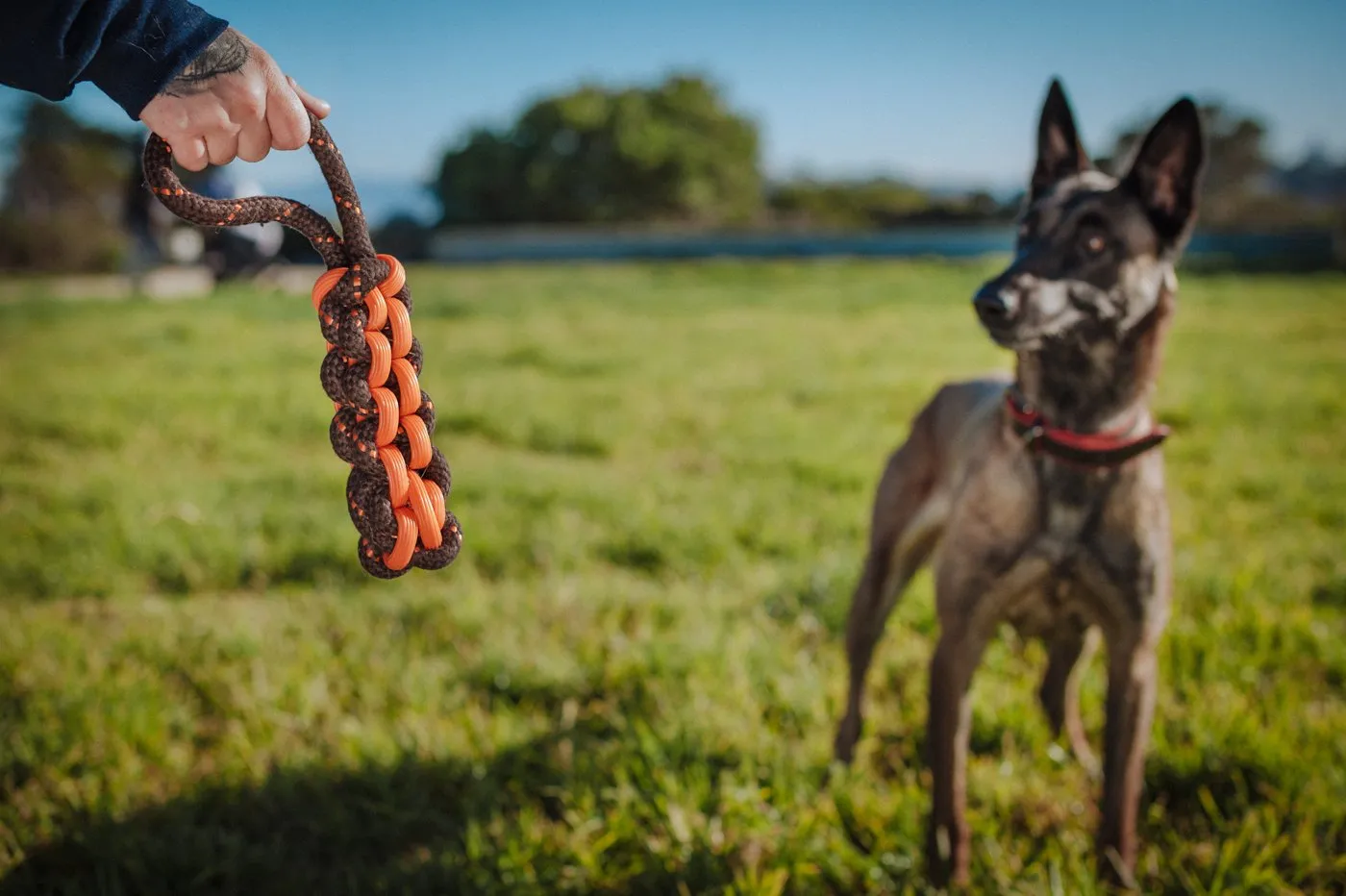 Dog NovaRope Twist Toy