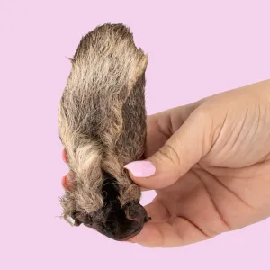 Kangaroo Ear with Fur