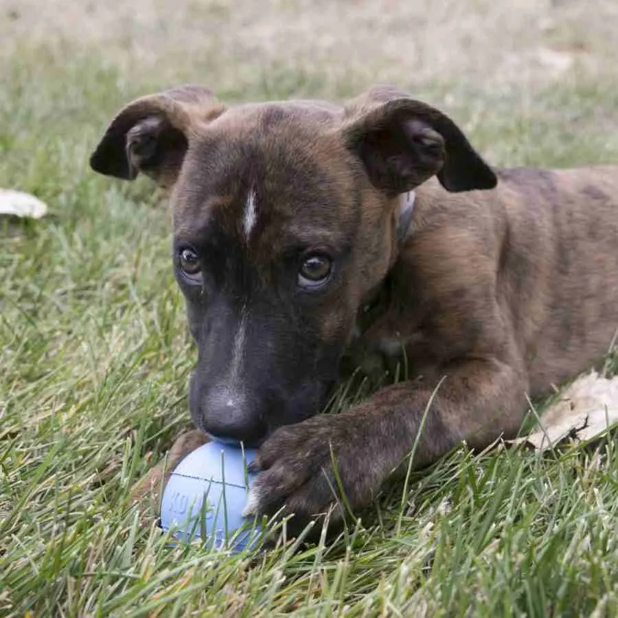 KONG Ball Puppy