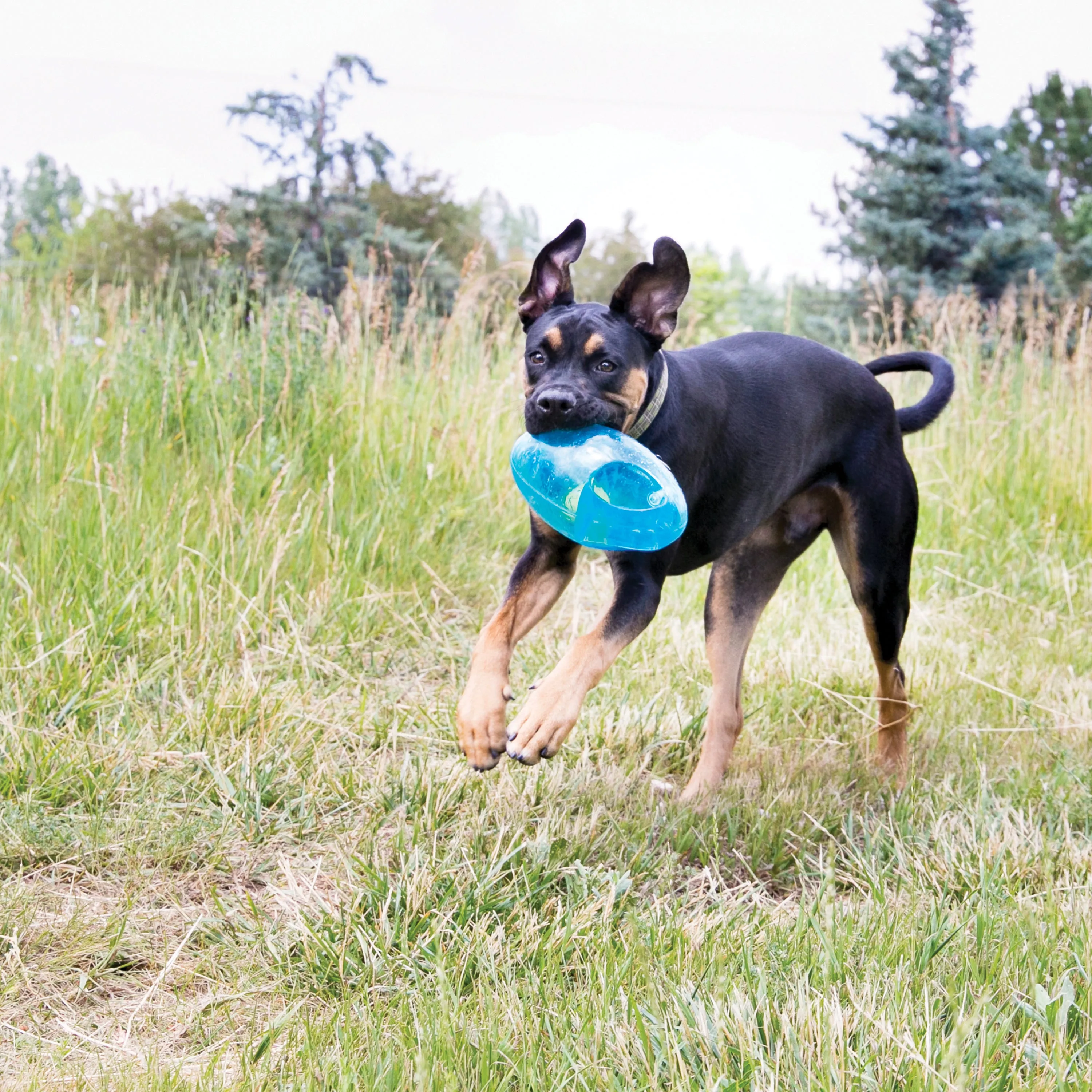 Kong Jumbler Football Dog Toy