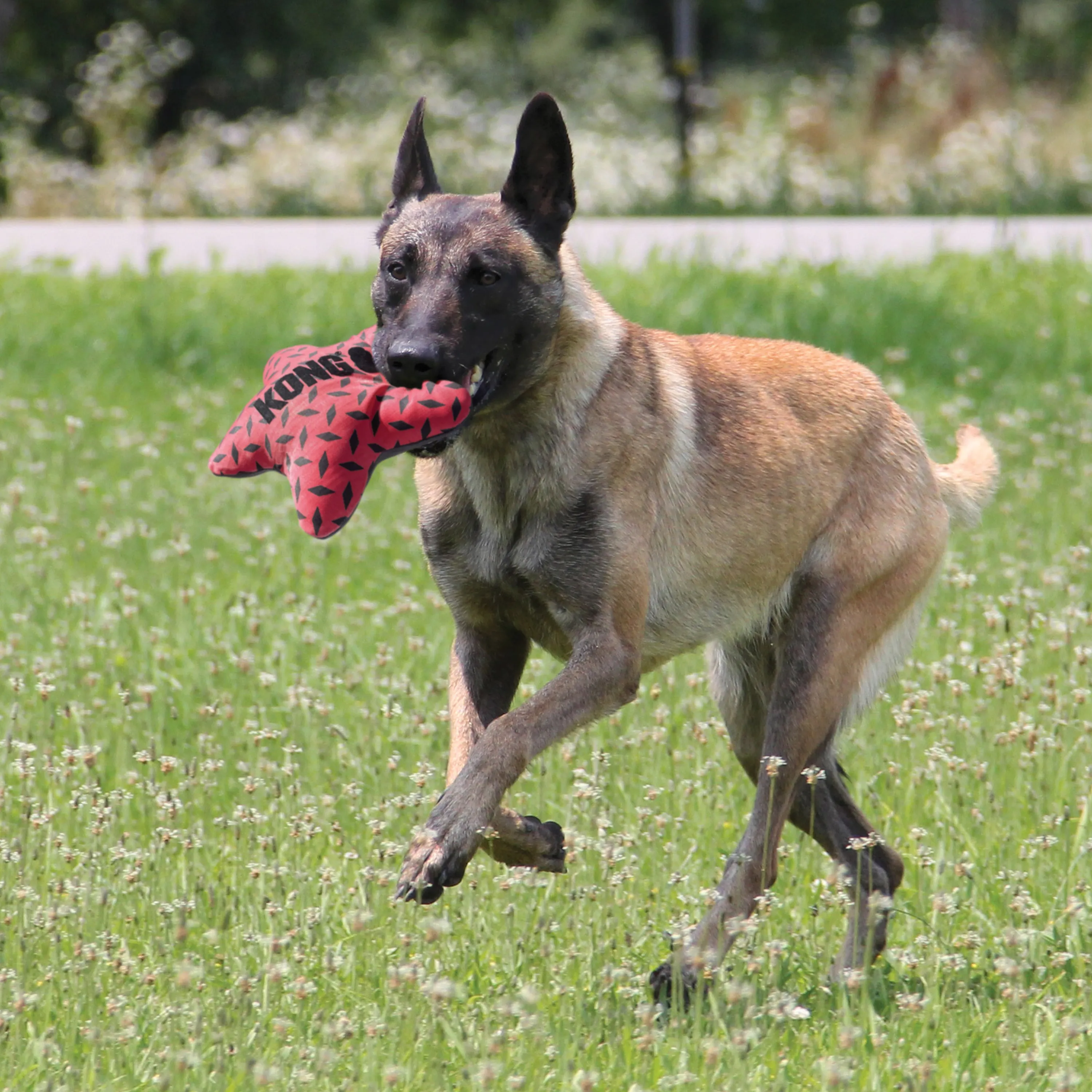 Kong Maxx Star Dog Toy