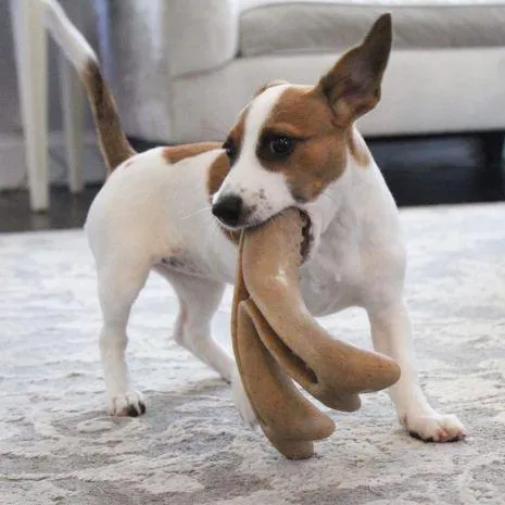 Tall Tails Medium Antler Chew Toy